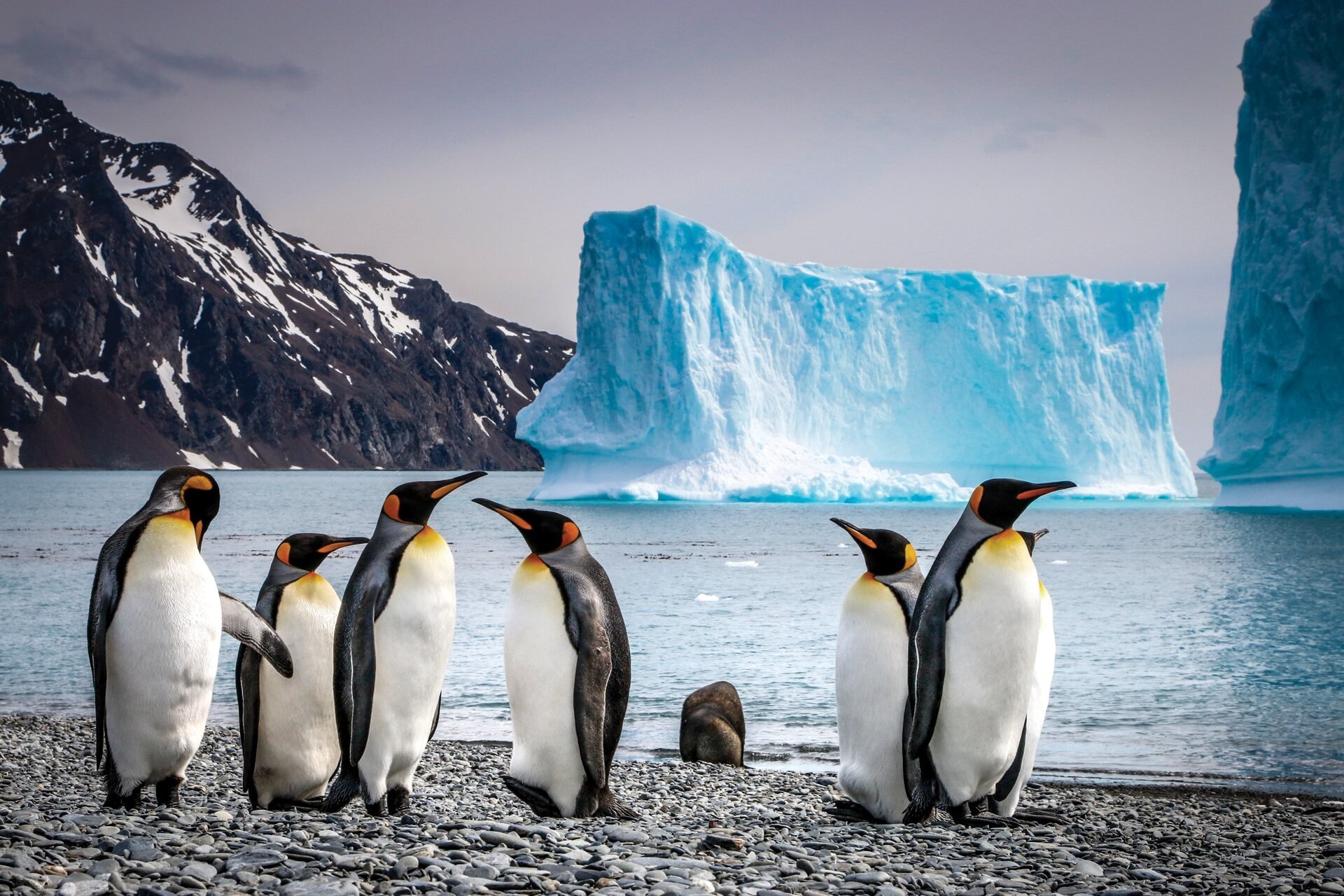 The Wonders of Penguin Highways with Aurora Expeditions