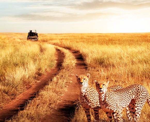 Tanzania - Africa’s Wildlife Wonderland with African Travel