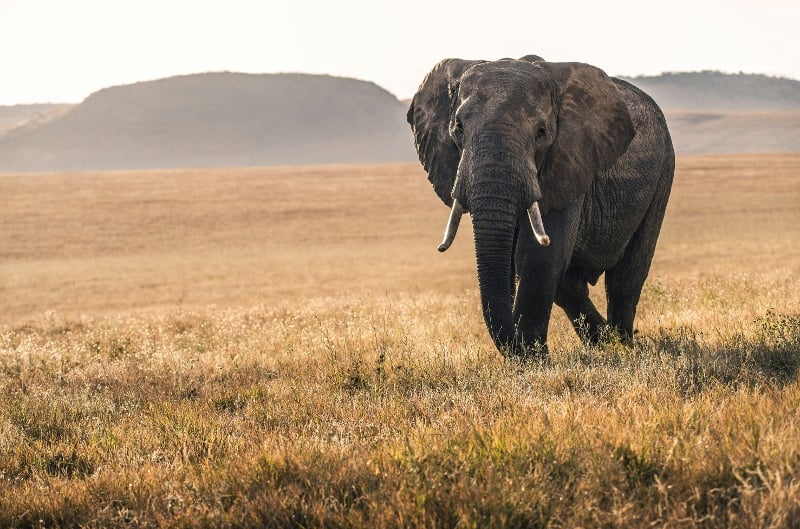 Top 10 Kenya Experiences You Can't Miss by African Travel